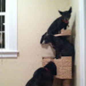 Meet your Posher, Sam